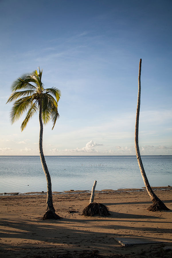 Carolyn Monastra coconut trees Tonga
